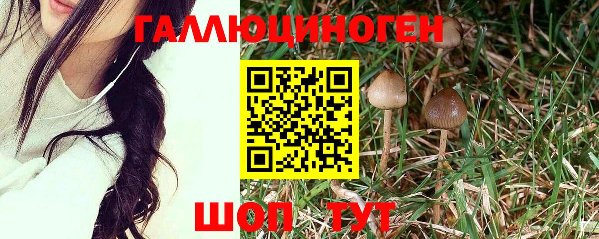 Псилоцибиновые грибы мухоморы Бердск